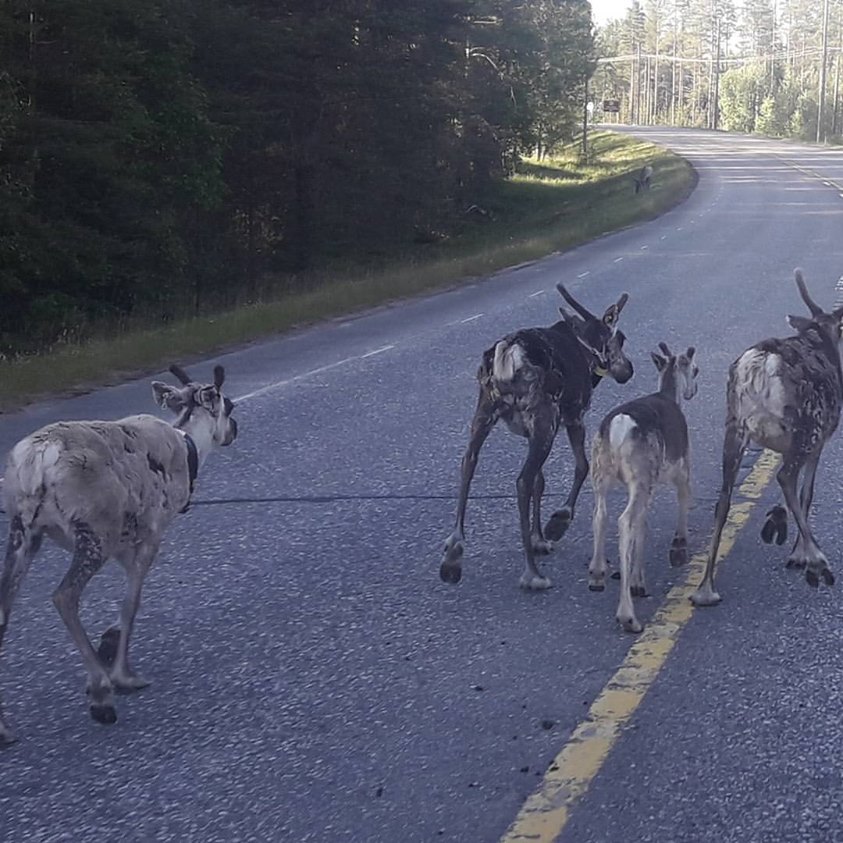 Mit dem Fahrrad zum Polarkreis Finnland
